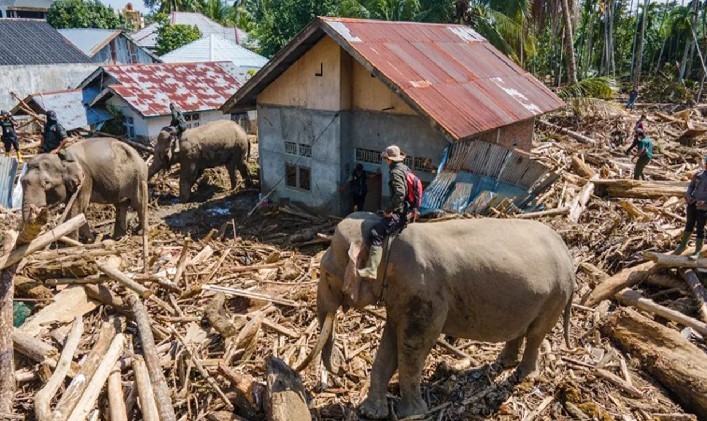বন্যার ধ্বংসস্তূপ সরাতে হাতির সাহায্য নেওয়া হলো